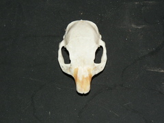 Geosciurus inauris
