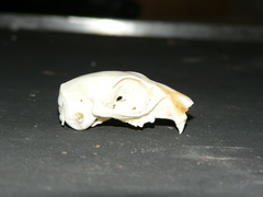 Geosciurus inauris