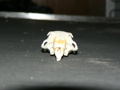 Geosciurus inauris