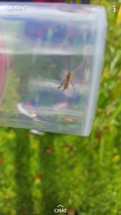 Xanthopimpla rhopaloceros