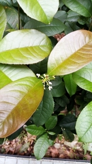 Osmanthus