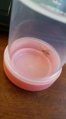 Xanthopimpla rhopaloceros