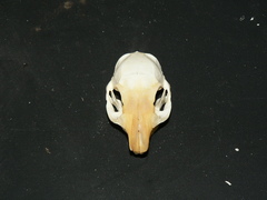 Geosciurus inauris
