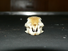 Geosciurus inauris