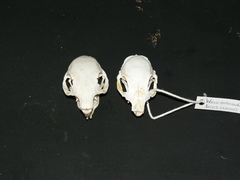 Geosciurus inauris
