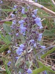 Calopogonium caeruleum