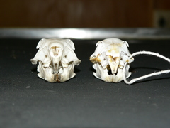 Geosciurus inauris
