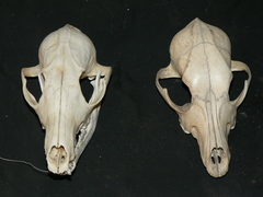 Lupulella adusta adusta