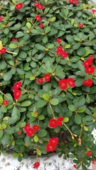 Euphorbia