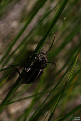 Dorcadion holosericeum