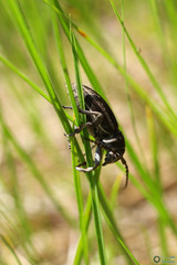 Dorcadion holosericeum