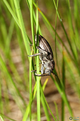 Dorcadion holosericeum