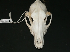 Lupulella adusta adusta