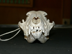 Lupulella adusta adusta