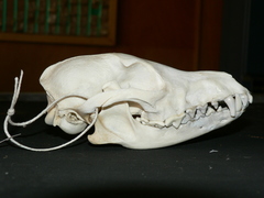 Lupulella adusta adusta