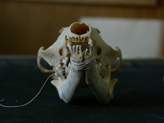 Lupulella adusta adusta