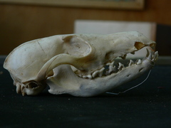 Lupulella adusta adusta