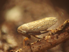 Goniagnathus punctifer