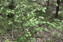 Viburnum bracteatum