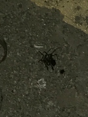 Latrodectus hesperus