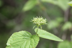 Viburnum bracteatum