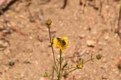 Halictus farinosus