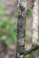 Viburnum bracteatum