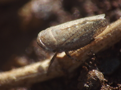 Goniagnathus punctifer