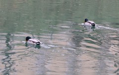 Anas platyrhynchos