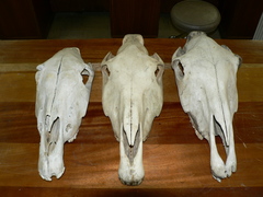 Equus quagga burchellii