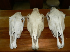 Equus quagga burchellii