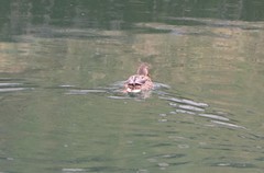 Anas platyrhynchos