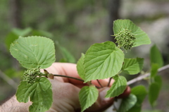 Viburnum bracteatum