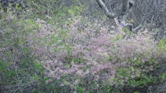 Heliocarpus donnellsmithii