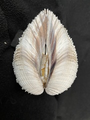 Chionopsis gnidia