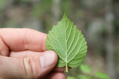Viburnum bracteatum