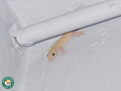 Hemidactylus