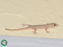 Hemidactylus