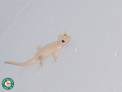 Hemidactylus