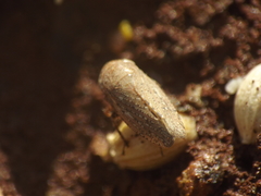 Goniagnathus punctifer