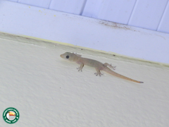 Hemidactylus frenatus