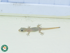 Hemidactylus frenatus