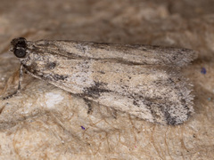 Laetilia dilatifasciella