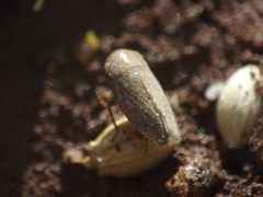 Goniagnathus punctifer