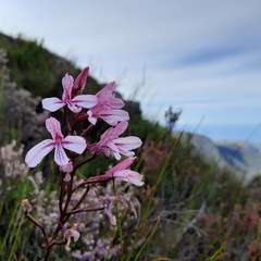Disa gladioliflora gladioliflora