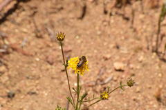 Halictus farinosus