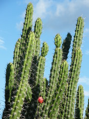 Harrisia tetracantha