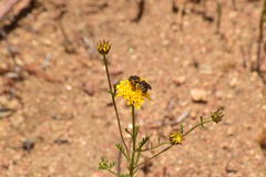 Halictus farinosus