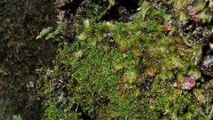 Hymenostylium gracillimum