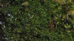 Hymenostylium gracillimum